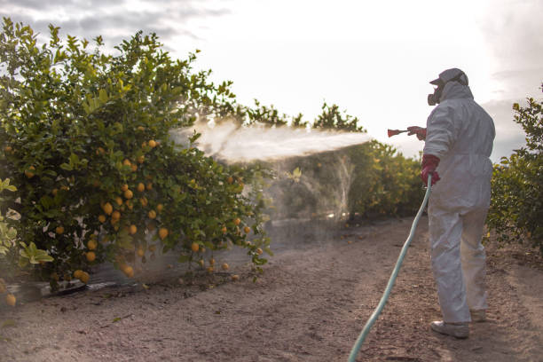 Best Mosquito Control Services  in Southchase, FL